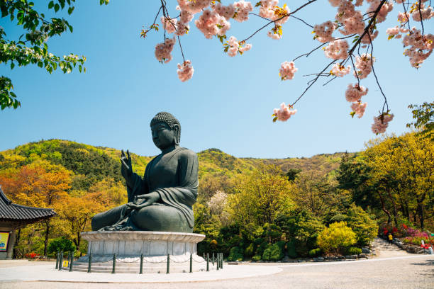istock Buddha statue with cherry blossoms at Gakwonsa Temple in Cheonan, Korea 1302557568