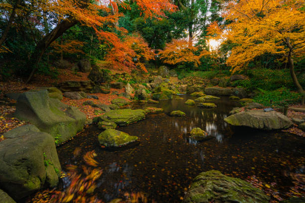 istock Rikugien park in autumn 1302557682