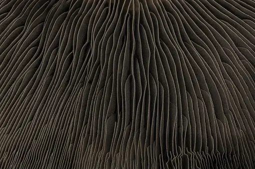 Mush Texture 30k+ Mushroom Texture Pictures | Download Free Images on Unsplash