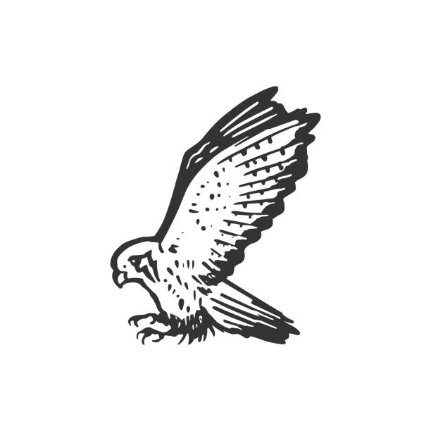 fliegende turmfalke vogel vektor-symbol-illustration - kestrel hawk beak falcon stock-grafiken, -clipart, -cartoons und -symbole