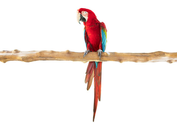 นกแก้วมาคอว์เกาะกิ่งไม้แยกบนเส้นทางตัดพื้นหลังสีขาว - scarlet macaw ภาพสต็อก ภาพถ่ายและรูปภาพปลอดค่าลิขสิทธิ์