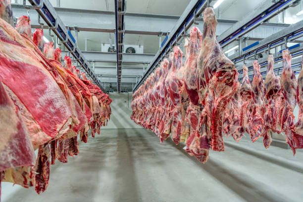 istock The beef carcasses are hanging in the large refrigerator 1302562952
