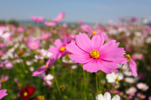 istock Pink cosmos flower in a field with blurred background 1302564070