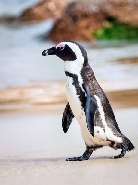 африканский пингвин спускается к морю - cape town jackass penguin africa animal стоковые фото и изображения
