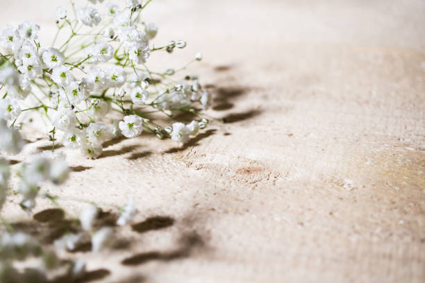istock Baby’s breath natural background 1302569230