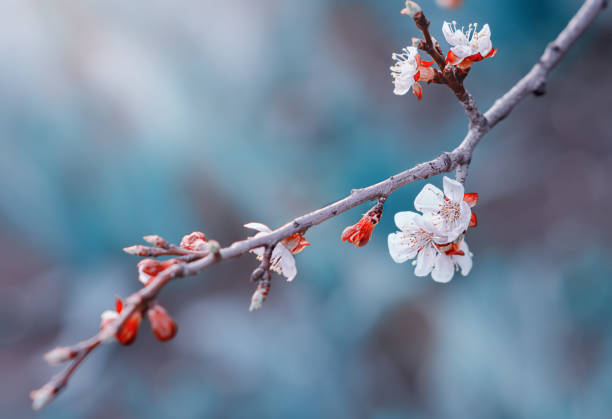 istock cherry blossoms on a branch in spring 1302569312