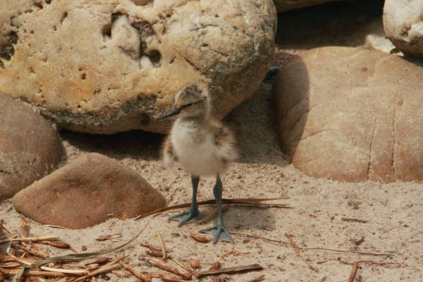 istock Little chick on the way on the beach 1302570524