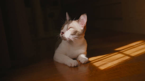 istock A kitten relaxes and playing lying on the floor. 1302572109