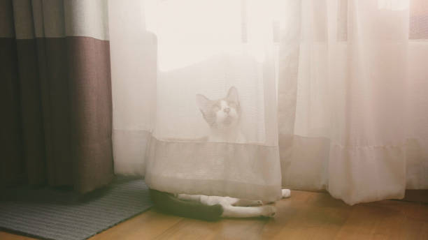 istock Cute cat playing behind the curtain in a sunbeam. 1302572138