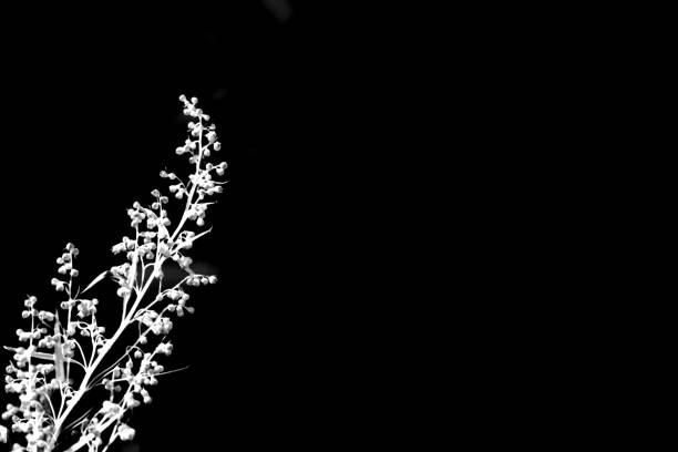 White branch of tall grass on a black background. Place for text