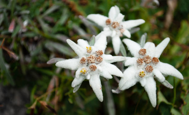 istock beautiful mountain flowers 1302572179
