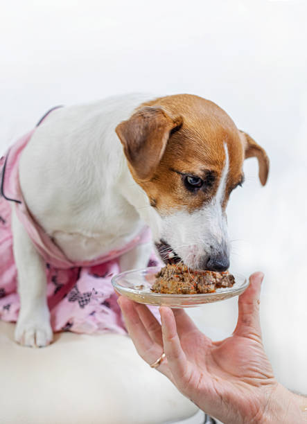 istock Jack Russell Terrier in a pink dress eats pate from a saucer 1302572834
