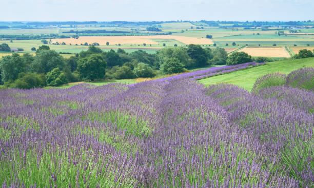 istock Lavender field in Yorkshire, UK 1302573190