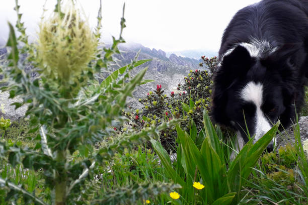 Border collie and beautiful panorama from the path that leads to the segantini refuge in the Nambrone valley in Trentino, travel and landscapes in Italy