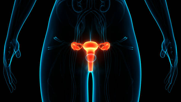 istock Female Reproductive System Anatomy 1302573399
