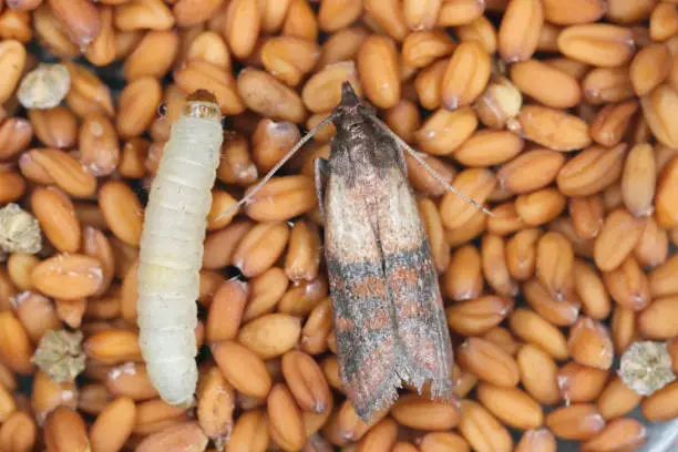 Photo of Indian mealmoth Plodia interpunctella of a pyraloid moth of the family Pyralidae is common pest of stored products and pest of food in homes. Moth on seeds.