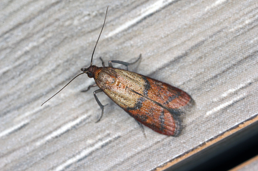 The Indianmeal moth (Plodia interpunctella), also spelled as Indian meal moth and Indian-meal moth, is a pyraloid moth of the family Pyralidae. Alternative common names are weevil moth, pantry moth, flour moth or grain moth. The almond moth (Cadra cautella) and the raisin moth (Cadra figulilella) are commonly confused with the Indian-meal moth due to similar food sources and appearance. The species was named after being noted for feeding on Indian-meal or cornmeal and it does not occur natively in India as the aberrant usage of Indian meal moth would suggest. It is also not to be confused with the Mediterranean flour moth (Ephestia kuehniella), another common pest of stored grains.