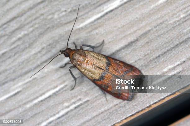 Indian Mealmoth Or Indianmeal Moth Plodia Interpunctella Of A Pyraloid Moth In Wax Of The Family Pyralidae Is Common Pest Of Stored Products And Pest Of Food In Homes Stock Photo - Download Image Now