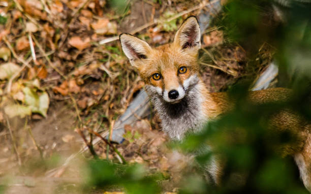 istock Curious Red Fox cub stares at the Photographer 1302576518