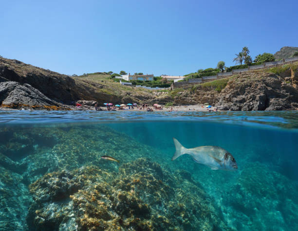 istock Beach on rocky coast fish underwater Mediterranean 1302578602