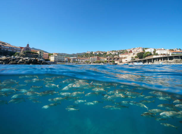 frança cidade costeira peixes debaixo d'água mediterrâneo - below sea level - fotografias e filmes do acervo