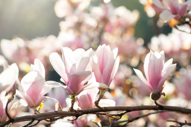 istock Blooming magnolia flowers illuminated by warm spring sun 1302579457