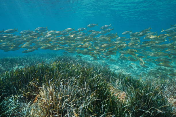 istock Fish schooling with seagrass Mediterranean sea 1302580136