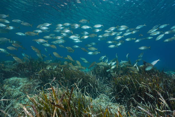 istock Fish school with seagrass Mediterranean sea 1302580140