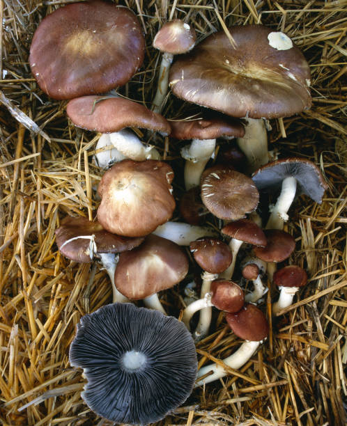 stropharia de copa de vino - vertical meadow mushroom vegetable fotografías e imágenes de stock