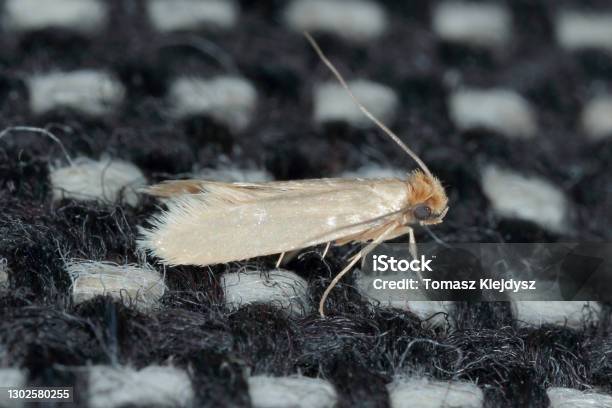 Tineola Bisselliella Known As The Common Clothes Moth Webbing Clothes Moth Or Simply Clothing Moth It Is A Pest Of Clothing In Homes Stock Photo - Download Image Now