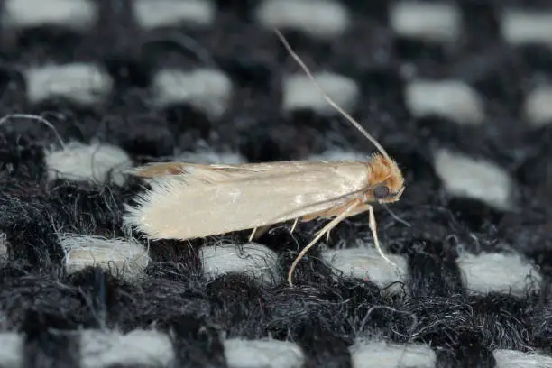 Photo of Tineola bisselliella known as the common clothes moth, webbing clothes moth, or simply clothing moth. It is a pest of clothing in homes.