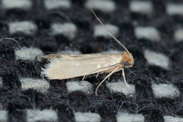 tineola bisselliella conhecida como mariposa de roupas comuns, mariposa de roupas de teia, ou simplesmente mariposa de roupas. é uma praga de roupas em casas. - moth - fotografias e filmes do acervo