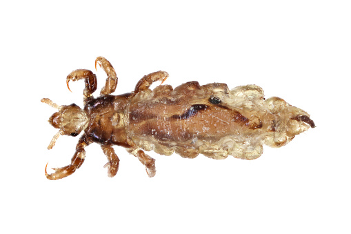 Head lice are wingless insects that spend their entire lives on the human scalp and feeding exclusively on human blood. Humans are the only known hosts of this specific parasite, while chimpanzees host a closely related species, Pediculus schaeffi. Other species of lice infest most orders of mammals and all orders of birds, as well as other parts of the human body.
Lice differ from other hematophagic ectoparasites such as fleas in spending their entire lifecycle on a host. Head lice cannot fly, and their short, stumpy legs render them incapable of jumping, or even walking efficiently on flat surfaces.