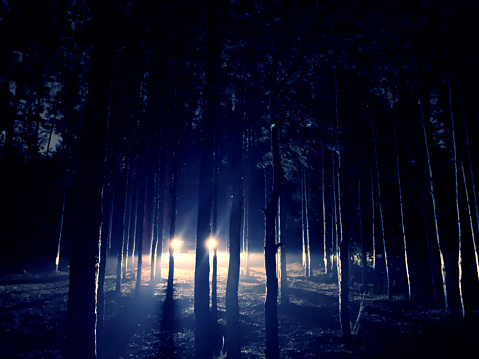 Lights of a car in a dark forest