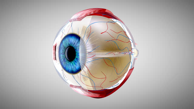 Eye Anatomy Stock Videos and Royalty-Free Footage - iStock