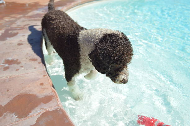 istock A Perro di Acqua  dog playing in a pool 1302583072