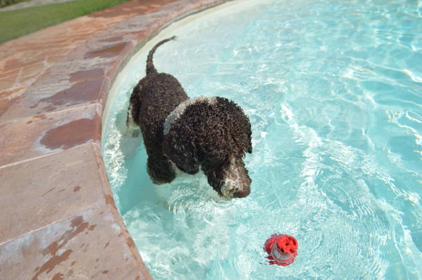 istock A Perro di Acqua dog is playing in the pool 1302583817
