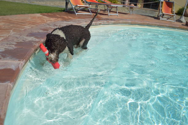 istock A Perro di Acqua dog is playing in the pool 1302583994
