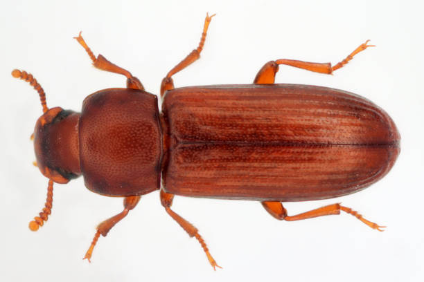 запутанная мука жука tribolium confusum является одним из видов темно�го жука известный как жук муки, является общим насекомым-вредителем в магазина - fishing worm стоковые фото и изображения