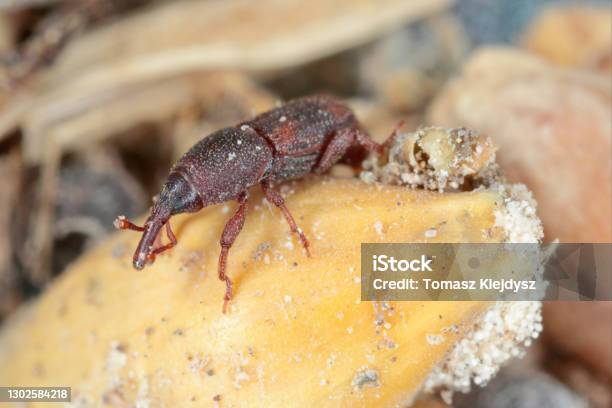 The Rice Weevil Sitophilus Oryzae A Stored Product Pest On Damaged Grain It Is One Of The Most Dangerous Pests Of Cereal Grains In Warehouses In The World Stock Photo - Download Image Now