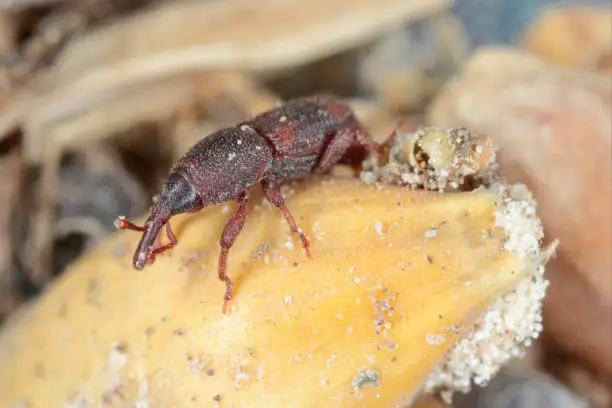 The rice weevil (Sitophilus oryzae) is a stored product pest which attacks seeds of several crops, including wheat, rice, and maize. Adult rice weevils are able to fly, and can live for up to two years. Females lay 2-6 eggs per day and up to 300 over their lifetime. The female uses strong mandibles to chew a hole into a grain kernel after which she deposits a single egg within the hole, sealing it with secretions from her ovipositor. The larva develops within the grain, hollowing it out while feeding. It then pupates within the grain kernel and emerges 2–4 days after eclosion. An adult emerges from inside a grain of rice. Male S. oryzae produce an aggregation pheromone called sitophilure ((4S,5R)-5-Hydroxy-4-methylheptan-3-one) to which males and females are drawn. A synthetic version is available which attracts rice weevils, maize weevils and grain weevils. Females produce a pheromone which attracts only males. Its gammaproteobacterial symbiont Candidatus Sodalis pierantonius str. SOPE is able to supply rice weevil with essential vitamins like pantothenic acid, riboflavin, and biotin. During larvae development, bacteria rely on up-regulation of type three secretion system genes and genes for flagellum so they can infect insect stem cells.