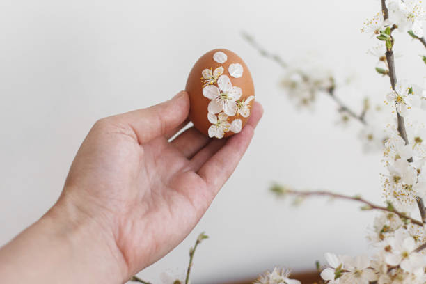 istock Hand holding Easter egg decorated with cherry flowers and petals at rustic wall and blooming branch 1302585186