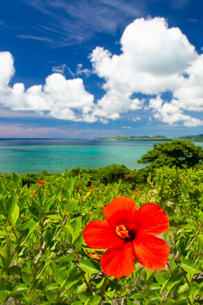 istock Hibiscus flower and Ishigaki waters 1302585403