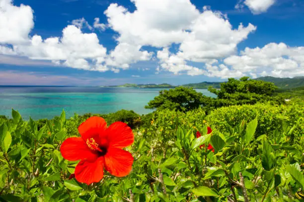 A red Hibiscus flower growing wild with beautiful Ishigaki waters in the background on a sunny day.