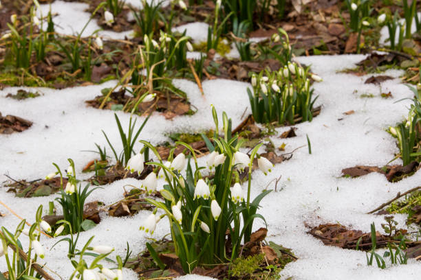 istock Blooming March cups in the snow 1302585539