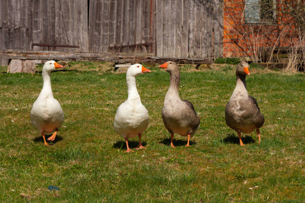 istock Four free-running geese 1302586226