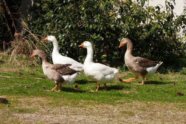 istock Four free-running geese in the goose march 1302586306