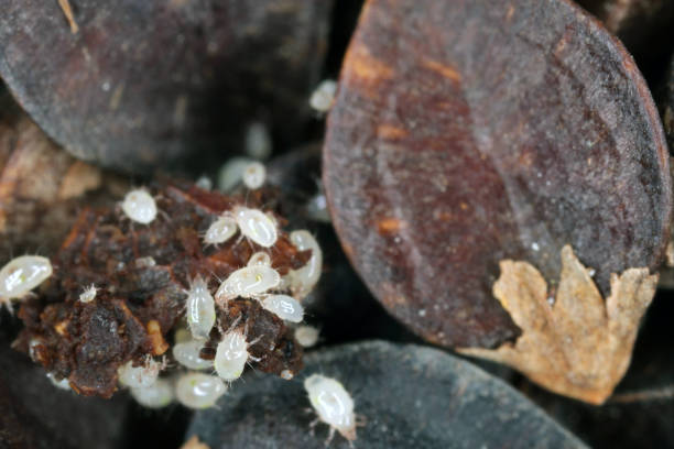istock Mites of Acaridae on buckwheat seeds. High magnification. 1302586440
