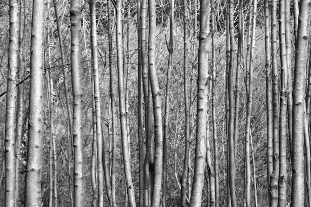 istock Forest, detail of young trees 1302586561