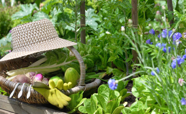 istock fresh vegetable in a wicker basket with hat placed in vegetable garden 1302586630